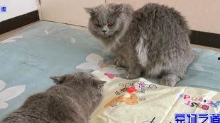 吃胖猫瓜的网红