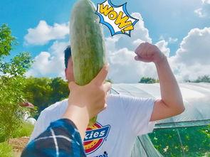 网红吃瓜搞笑图片